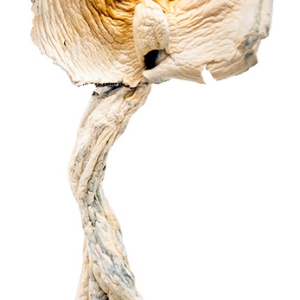 Dried Magic Mushrooms