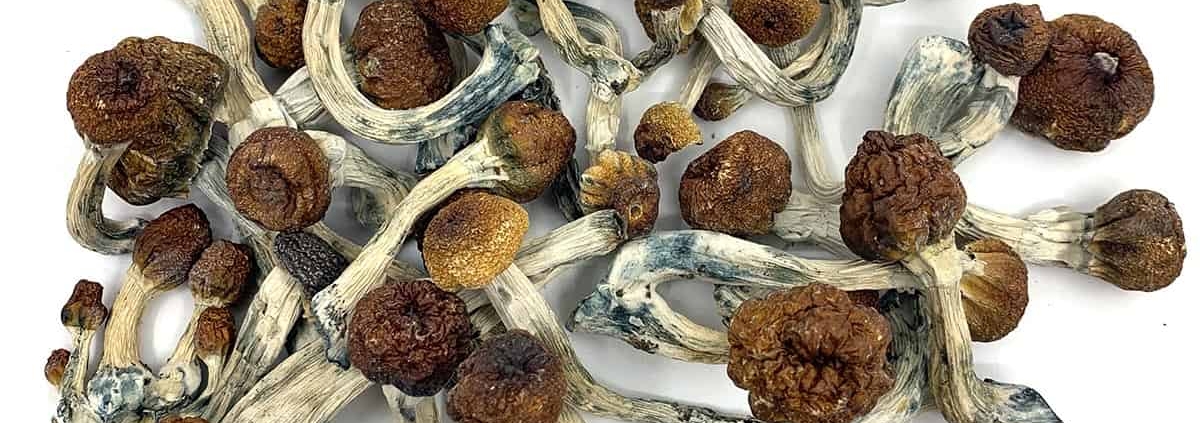 Penis Envy Dried Magic Mushrooms Online Canada