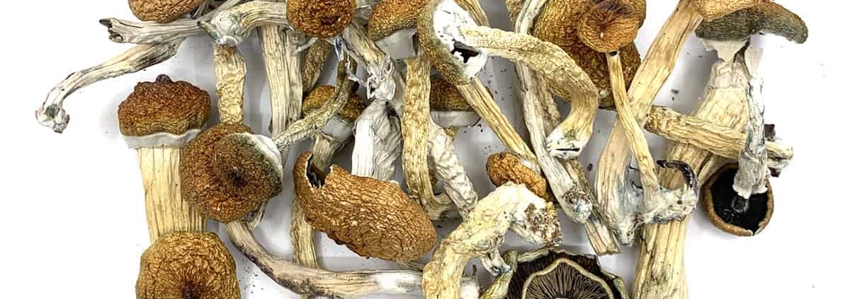 Blue Meanies Dried Magic Mushrooms Online Canada