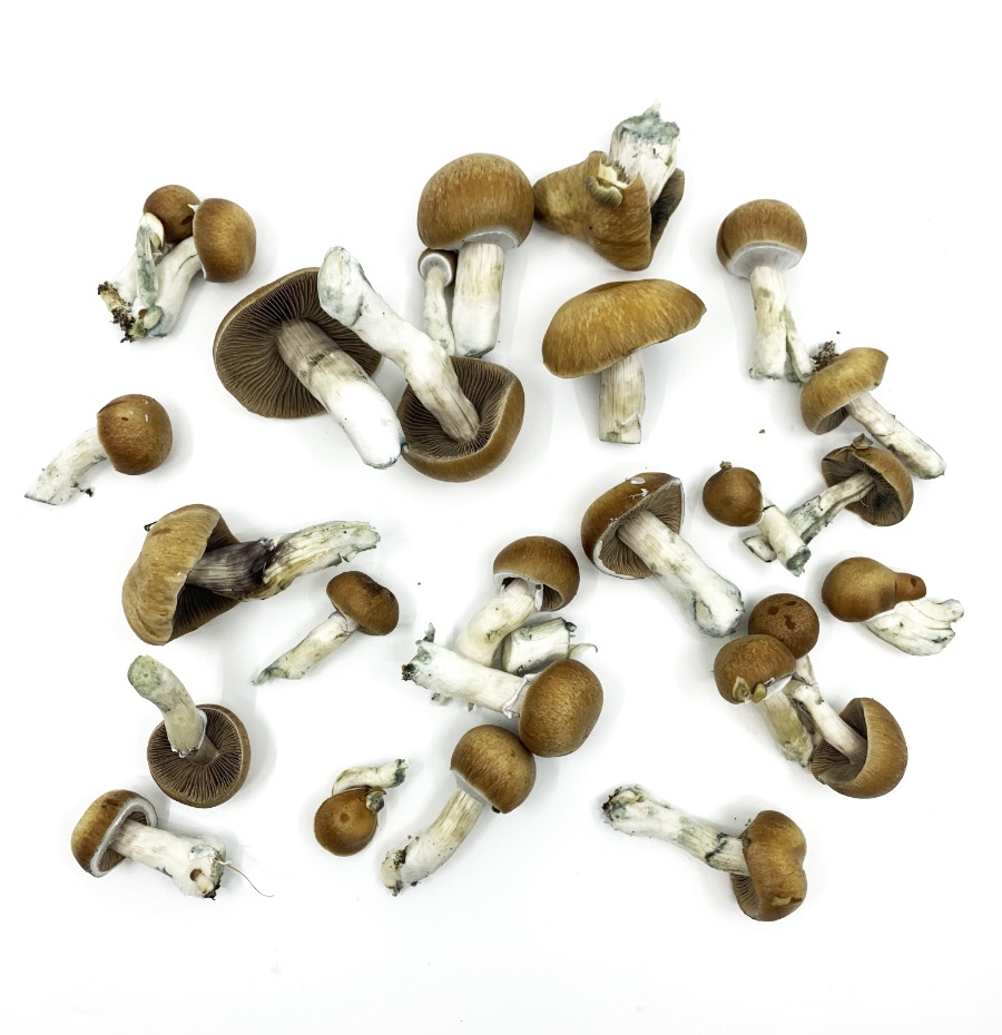 The Ultimate All-In-One Magic Mushroom Grow Kit in Canada! - Image 5