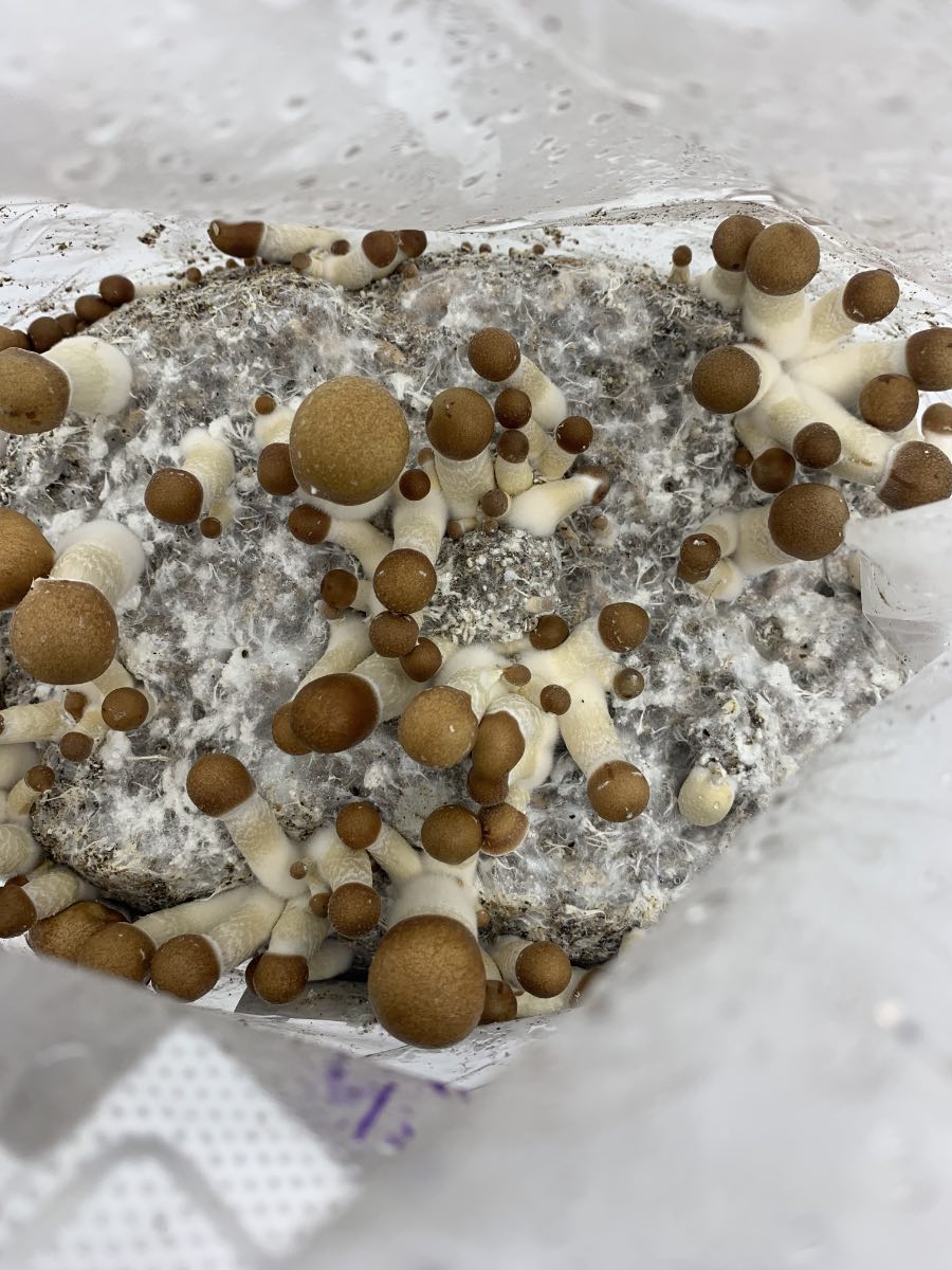 The Ultimate All-In-One Magic Mushroom Grow Kit in Canada! - Image 2