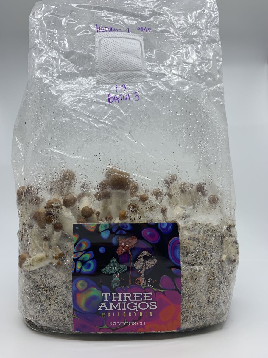The Ultimate All-In-One Magic Mushroom Grow Kit in Canada!