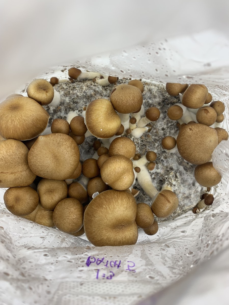 The Ultimate All-In-One Magic Mushroom Grow Kit in Canada! - Image 3