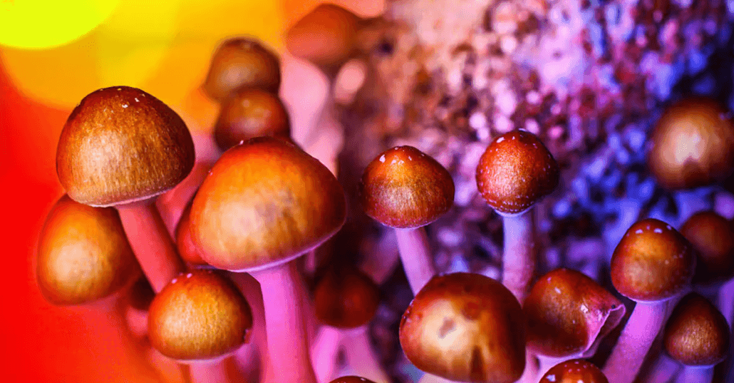 Psilocybin Mushrooms