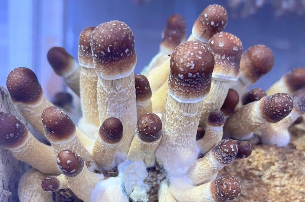 Buy Magic Mushrooms - 3amigos