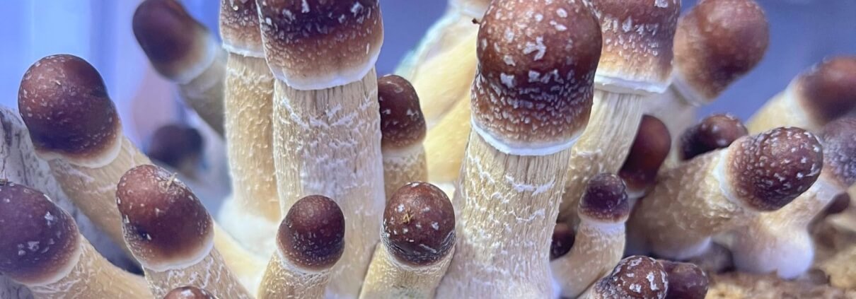 Buy Magic Mushrooms - 3amigos