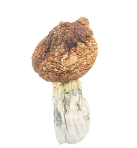 Tidal Wave VS Golden Teacher