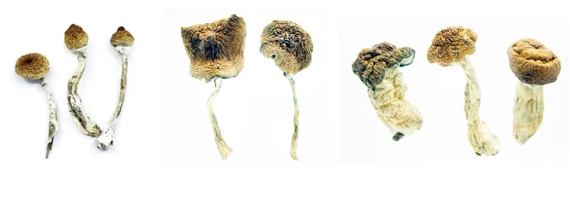 psilocybin mushroom  therapy