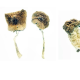 psilocybin mushroom  therapy